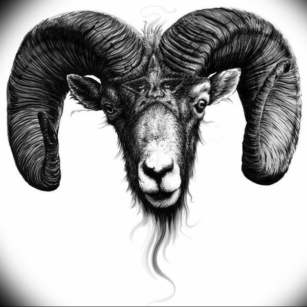 Тату голова барана