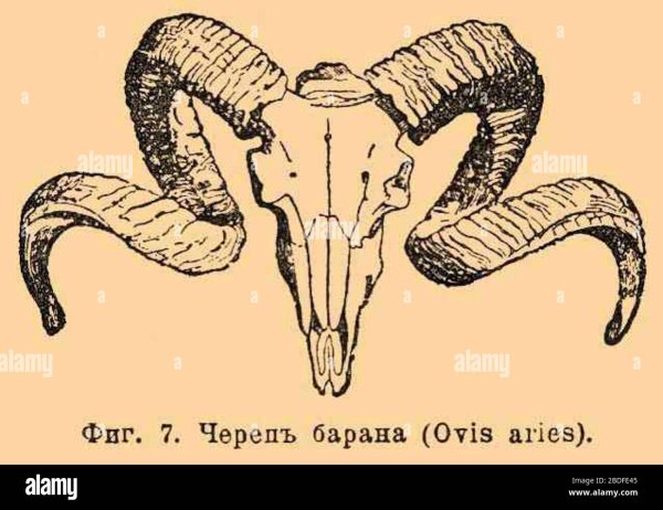 Анатомия череп барана с рогами