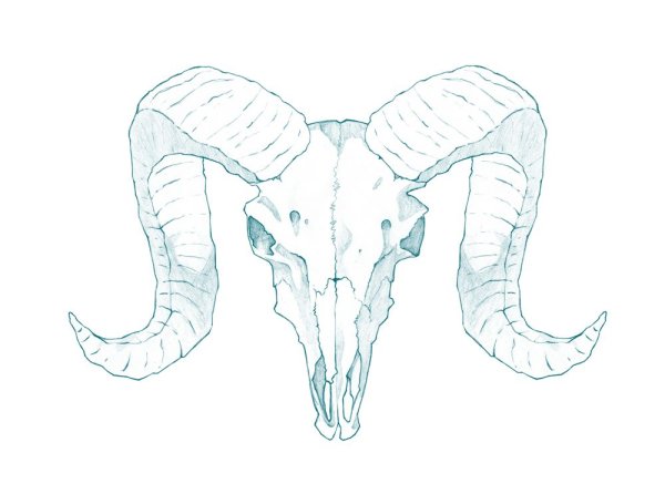 Козлиный череп