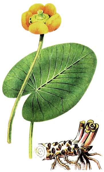 Кубышка Фармакогнозия