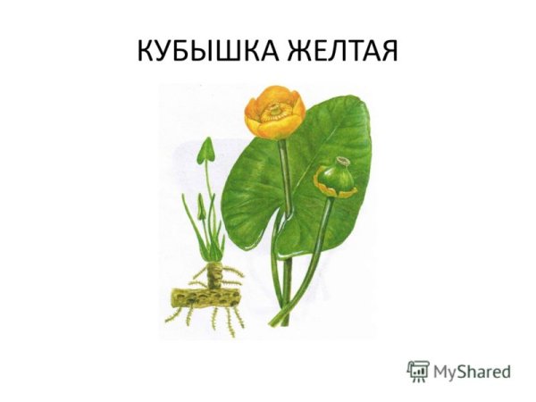 Кубышка желтая ботаника
