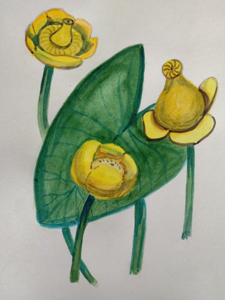 Вьетнамская кубышка