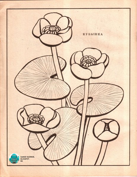 Желтая кувшинка раскраска