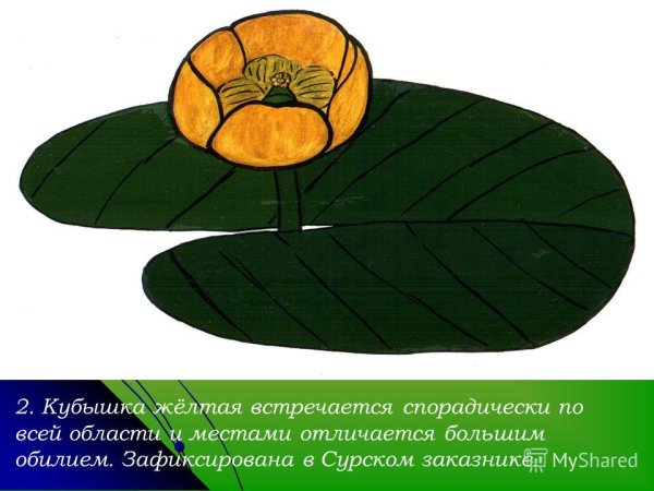 Кубышка ботаника