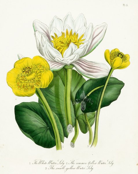 Кубышка Ботаническая иллюстрация