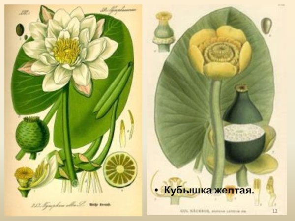 Кубышка желтая ГФ