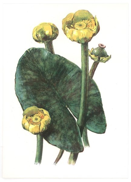 Кубышка желтая Фармакогнозия