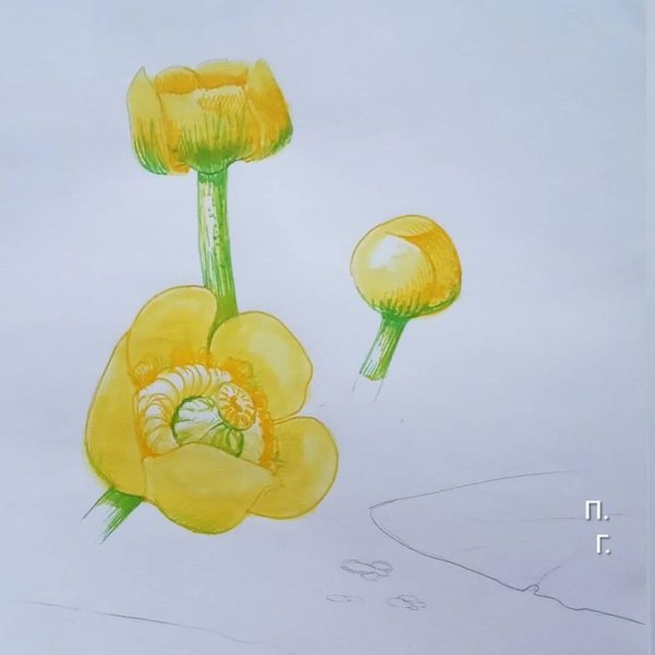 Корневища кубышки желтой ГФ