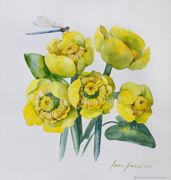 Кубышка желтая строение