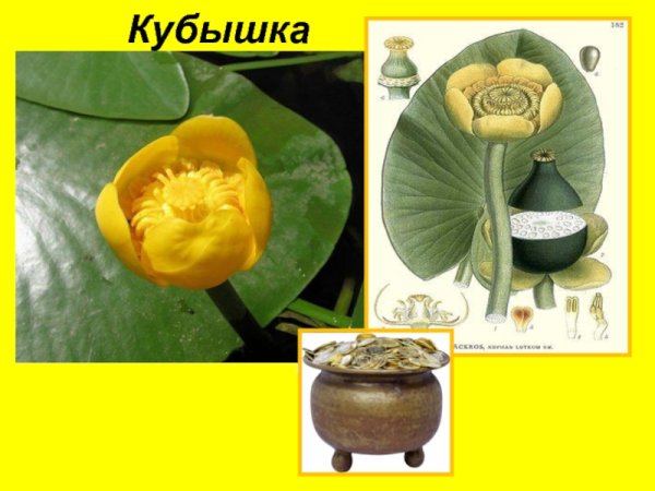 Кубышка желтая Фармакогнозия