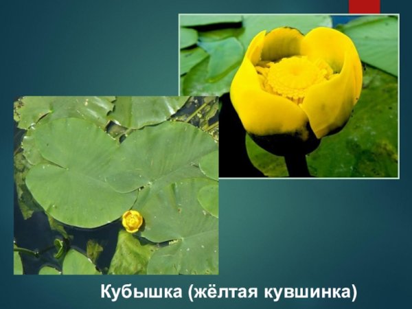 Кубышка жёлтаяраскраска