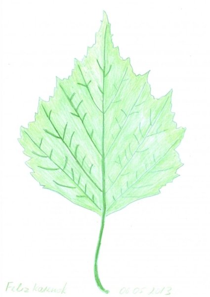Рисование лист березы