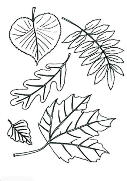 Раскраски листьев деревьев для детей