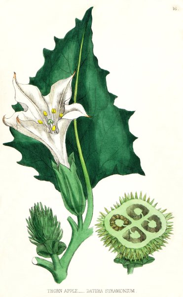 Дурман обыкновенный Датура