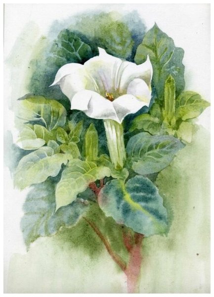 Датура Страмониум растение