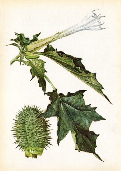 Дурман обыкновенный ботаника