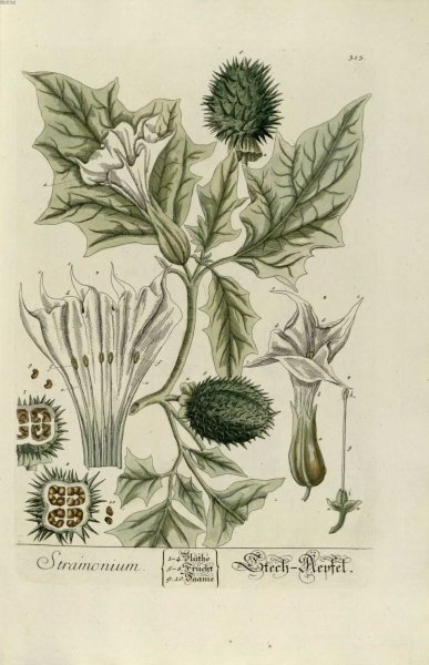 Дурман обыкновенный (вонючий)