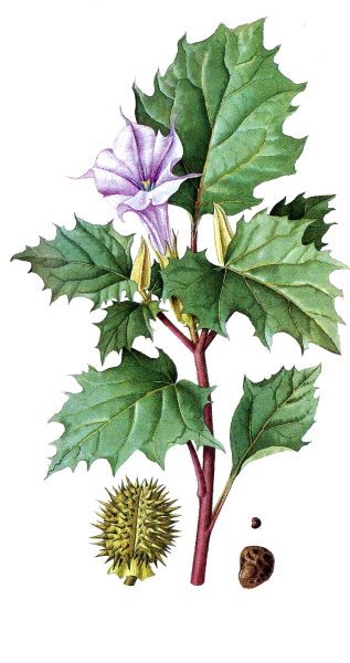 Дурман обыкновенный (Datura stramonium)