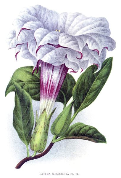 Дурман обыкновенный изображение