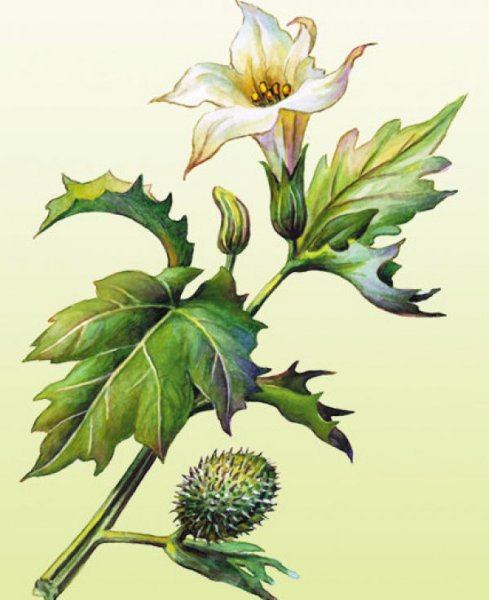 Дурман обыкновенный рисунок