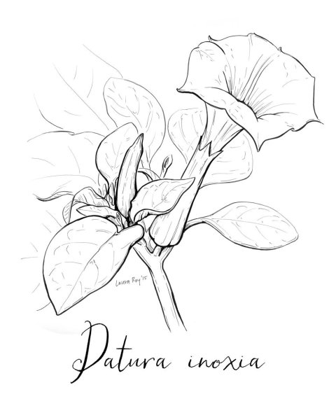 Датура Ботаническая иллюстрация
