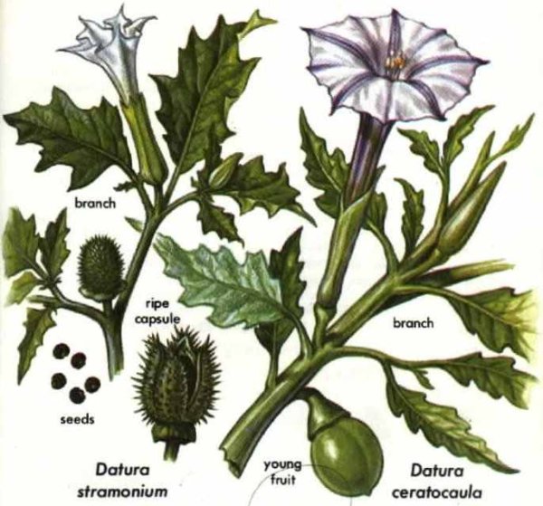Дурман обыкновенный (Datura stramonium)