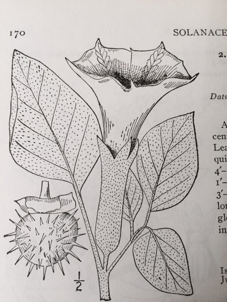 Дурман обыкновенный