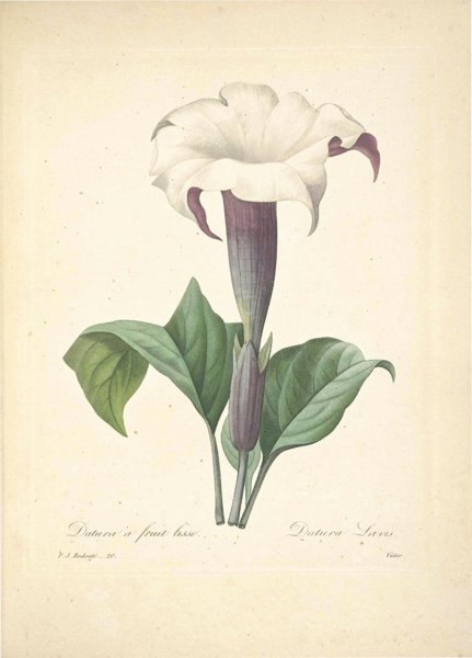 Дурман обыкновенный схема