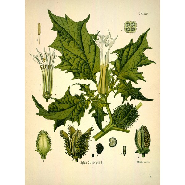 Дурман обыкновенный ботаника