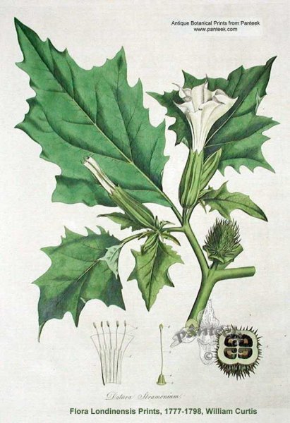 Дурман обыкновенный формула цветка