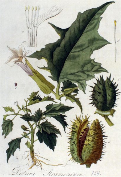 Дурман обыкновенный без фона