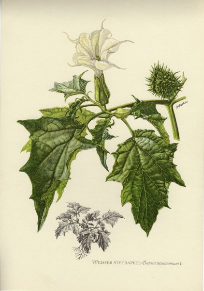 Дурман болотный