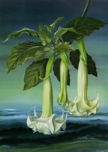 Дурман обыкновенный ботаника