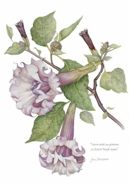 Датура Ботаническая иллюстрация