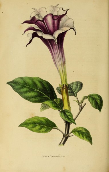 Цветы дурманы акварелью