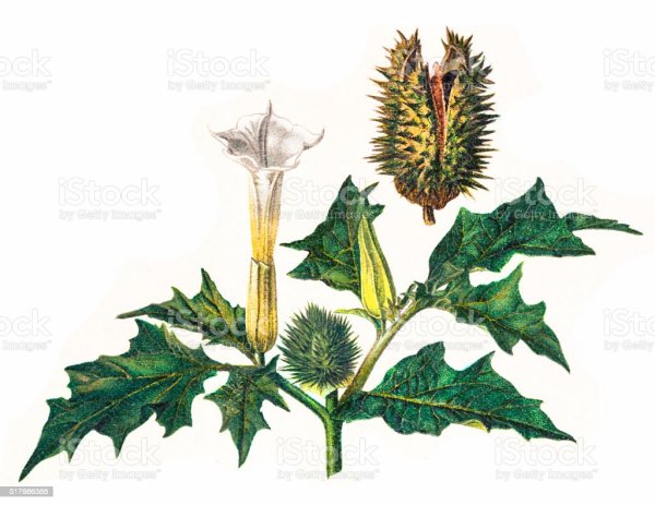 Дурман обыкновенный чб