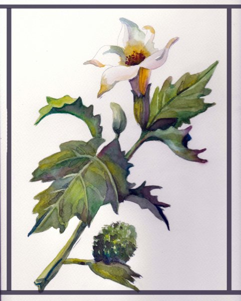 Датура дурман