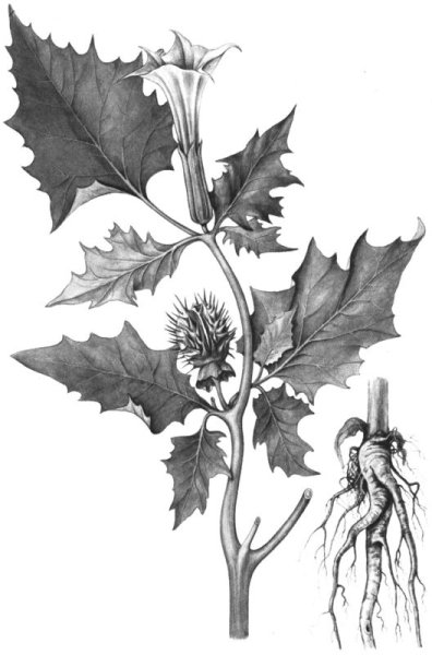 Датура Ботаническая иллюстрация