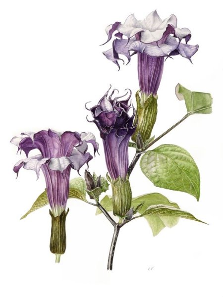 Дурман (Датура) белый фон