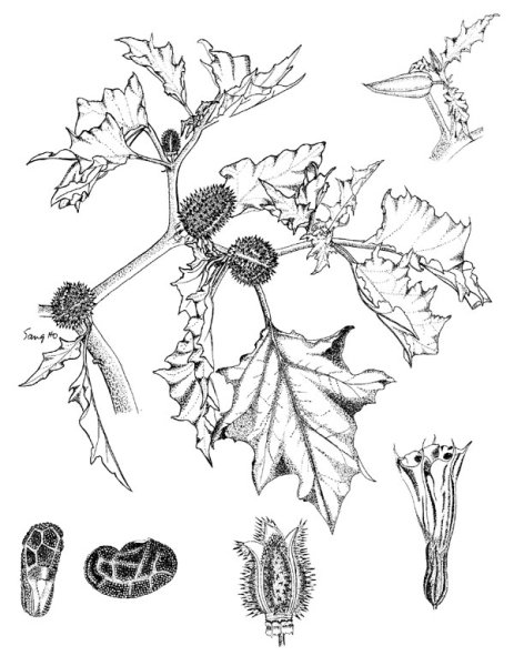 Дурман обыкновенный рисунок