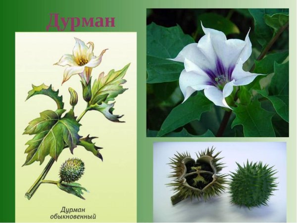 Дурман обыкновенный ботаника