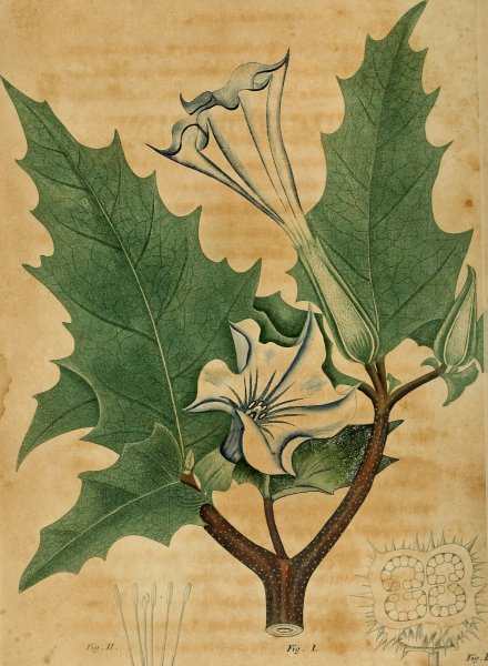 Плод дурмана рисунок