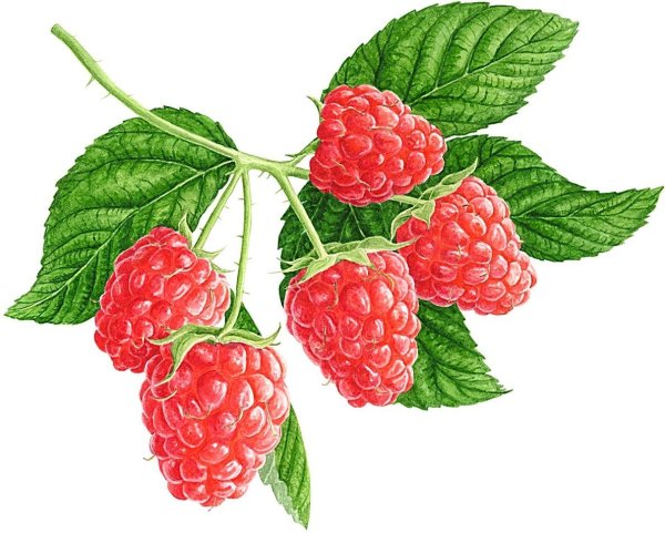 Ветка малины