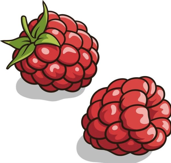 Малина эскиз