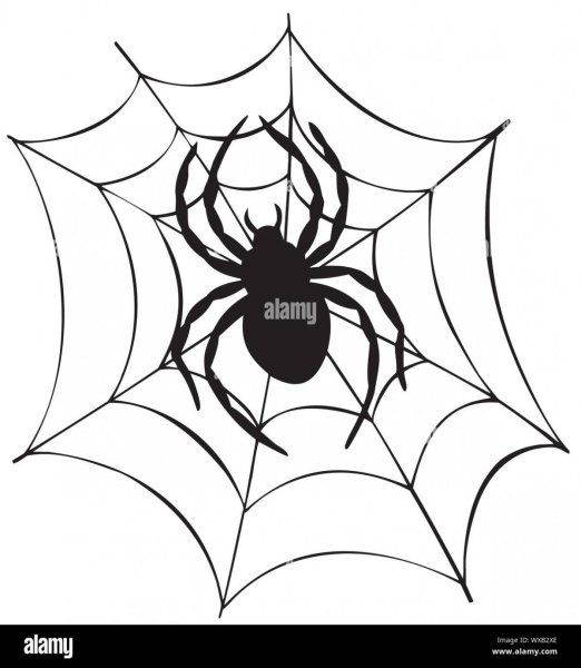 Паук на паутине эскиз