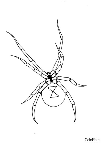 Паук черная вдова раскраска