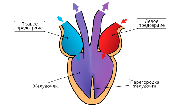 Строение сердца пресмыкающегося схема