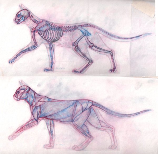 Кошачья анатомия референс