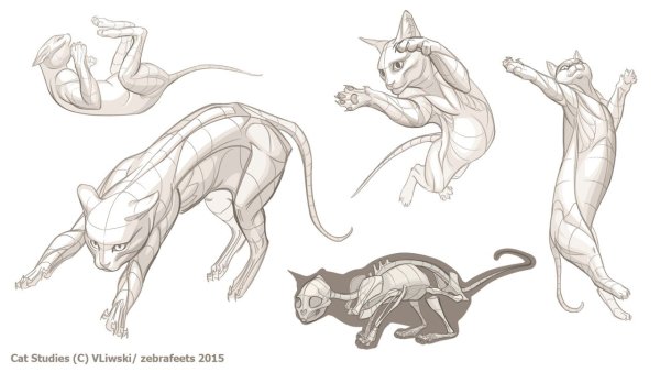 Мышцы кошки референс