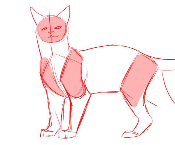 Анатомия кошек референс